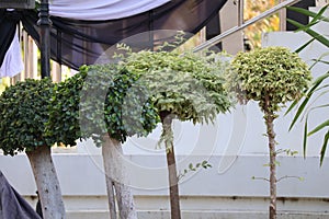 Ornamental Wrought Tree Outdoor Garden Decoration Selectable Focus Green Leaves