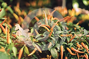 Ornamental yellow capsicum Annuum Peppers in autumn,outdoor, street flower shop fallen oak leaf