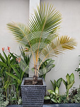 Ornamental yellow palmDypsis lutescens plants