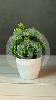 An ornamentation plant in a plastic, white potted plant