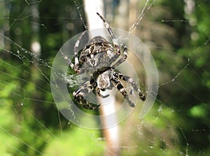 Ornamented black spider