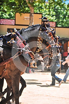 Ornaments on the head of carriage horses photo