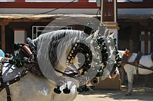 Ornaments on the head of carriage horses photo