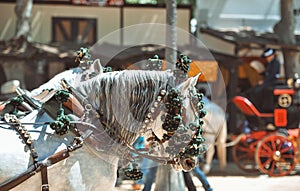 Ornaments on the head of carriage horses photo