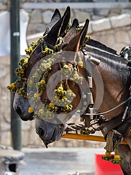 Ornaments on the head of carriage mules