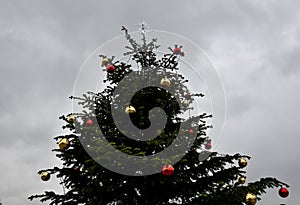 Ornaments on a snowy spruce tree. big balls in the background of spruce forest, for Christmas greetings. green coniferous twigs ar