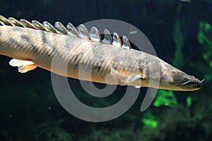 Ornate bichir