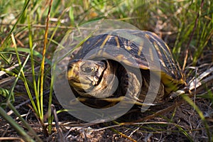 Ornate Box Turtle