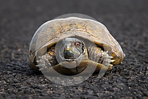 Ornate Box Turtle Close Up Low Angle with Bright Red Eyes on Black Roadway