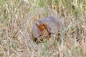 Ornate box turtle in grass
