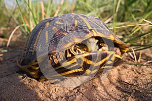 Ornate Box Turtle Inside His Shell
