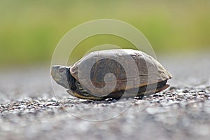 Ornate Box Turtle, Terrapene ornata, on Road in Arizona