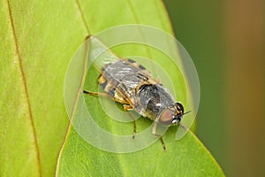 The ornate brigadier fly (Odontomyia ornata) in natural habitat