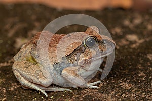 Ornate Burrowing Frog Platyplectrum ornatum photo