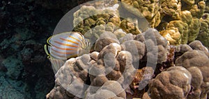 Ornate butterflyfish cruising the reef