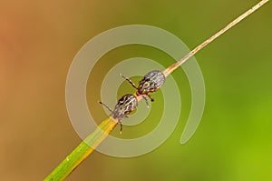 Ornate cow ticks waiting for host on weed leaf - Dermacentor reticulatus