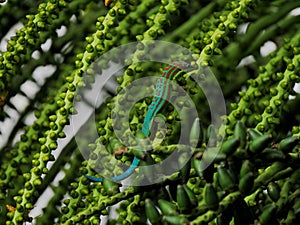 Ornate day Gecko from Mauritius camouflaged in drupes of palm tree