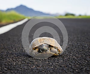 Ornate or Desert Box Turtle Low Angle Close Up in Road in Arizona Desert