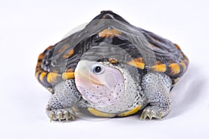 Ornate diamondback terrapin, Malaclemys terrapin macrospilota