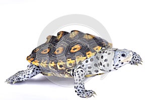 Ornate diamondback terrapin, Malaclemys terrapin macrospilota