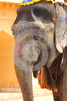 Ornate elefant in India