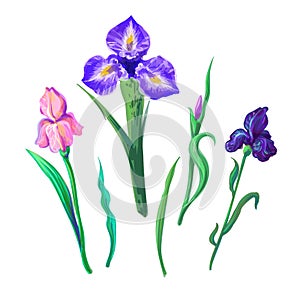 Ornate flowers for spring or summer design, greeting card with Irises elements for your design