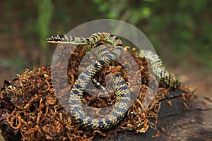 Ornate flying sneake, Chrysopelea ornata, North Bengal