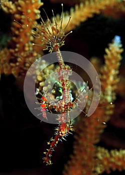 Ornate Ghost pipefish