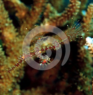 Ornate ghost pipefish