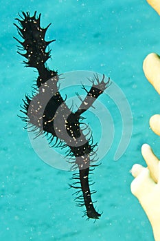 Ornate Ghost Pipefish