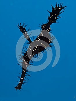 Ornate Ghost Pipefish