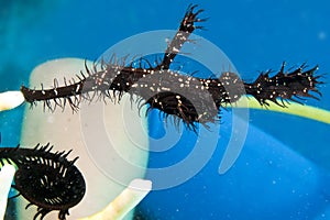 Ornate Ghost Pipefish