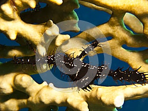 Ornate Ghost Pipefish