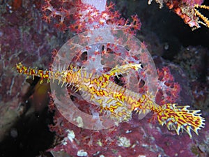 Ornate Ghost Pipefish