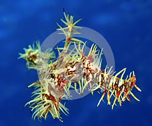 Ornate Ghost Pipefish