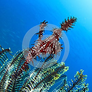 Ornate Ghost Pipefish