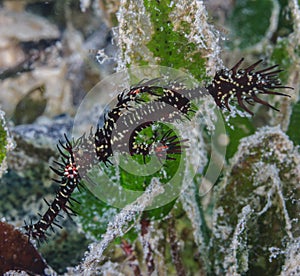 Ornate ghost pipefish hiding