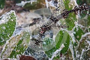 Ornate ghost pipefish hiding
