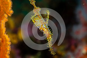 Ornate Ghost Pipefish at Richelieu Rock, Thailand