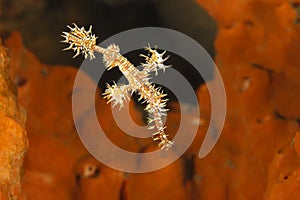 Ornate Ghost Pipefish (Solenostomus paradoxus)