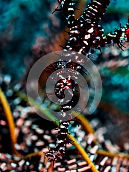 Ornate Ghost Pipefish. Solenostomus paradoxus. Gangling