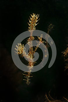 Ornate Ghostpipefish, Kapalai Island, Sabah