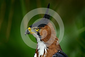 Ornate Hawk-eagle, Spizaetus ornatus, beautiful bird of prey from Belize. Raptor in the nature habitat. Bird of prey sitting on th