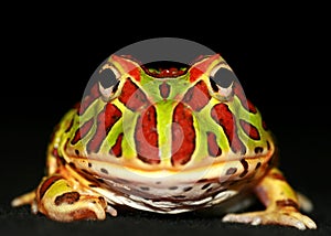 Ornate horned frog