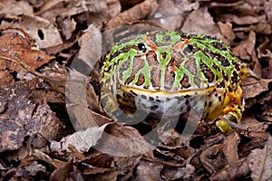 Ornate horned frog