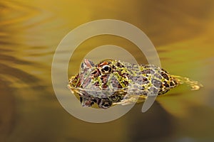 Ornate Horned Frog in golden waters