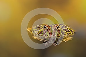 Ornate Horned Frog reflected