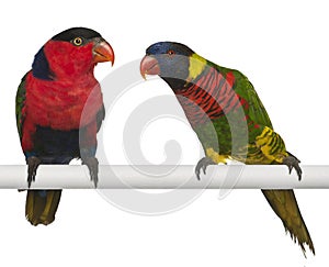 Ornate Lorikeet, Trichoglossus ornatus, and Black-capped Lory, Lorius lory photo