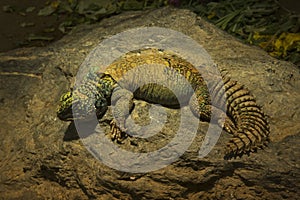 The Ornate mastigure Uromastyx ornata.