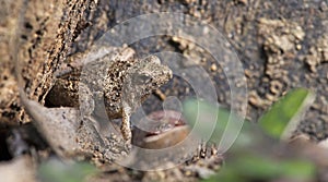 Ornate Narrow-mouthed Frog, Beautiful Frog, Frog on the ground